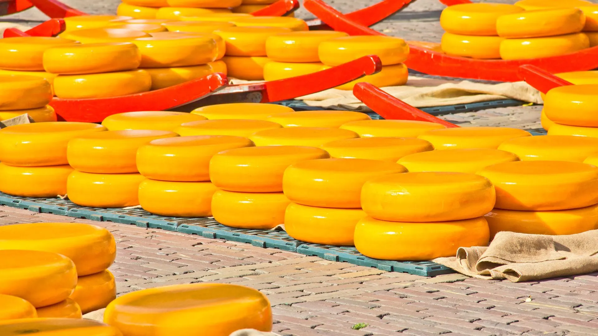 Rows of yellow Gouda cheese wheels stacked on the ground at a traditional Dutch cheese market with red wooden carriers