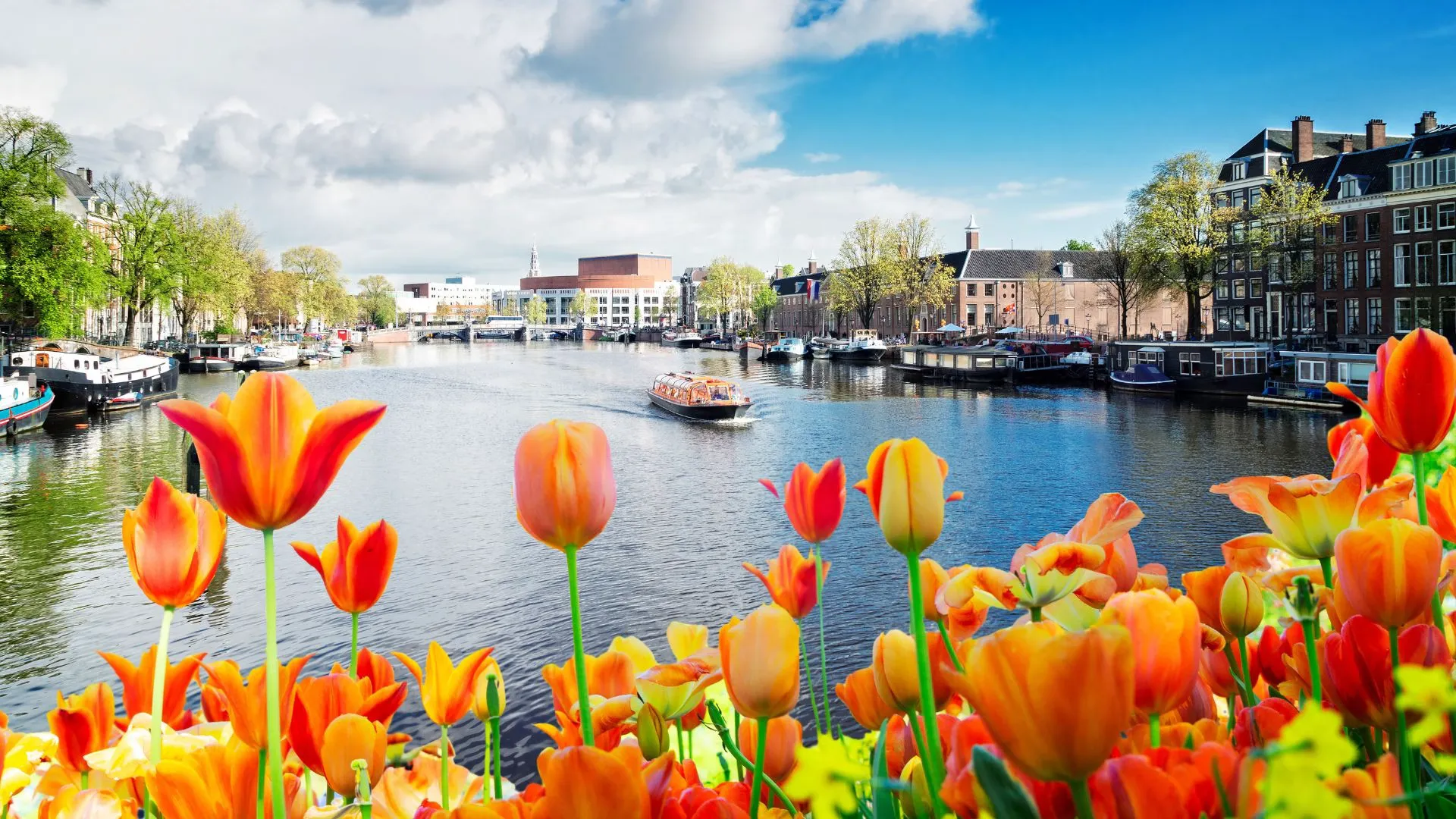 Orange and red tulips in the foreground with a wide Amsterdam waterway, houseboats and a tour boat behind