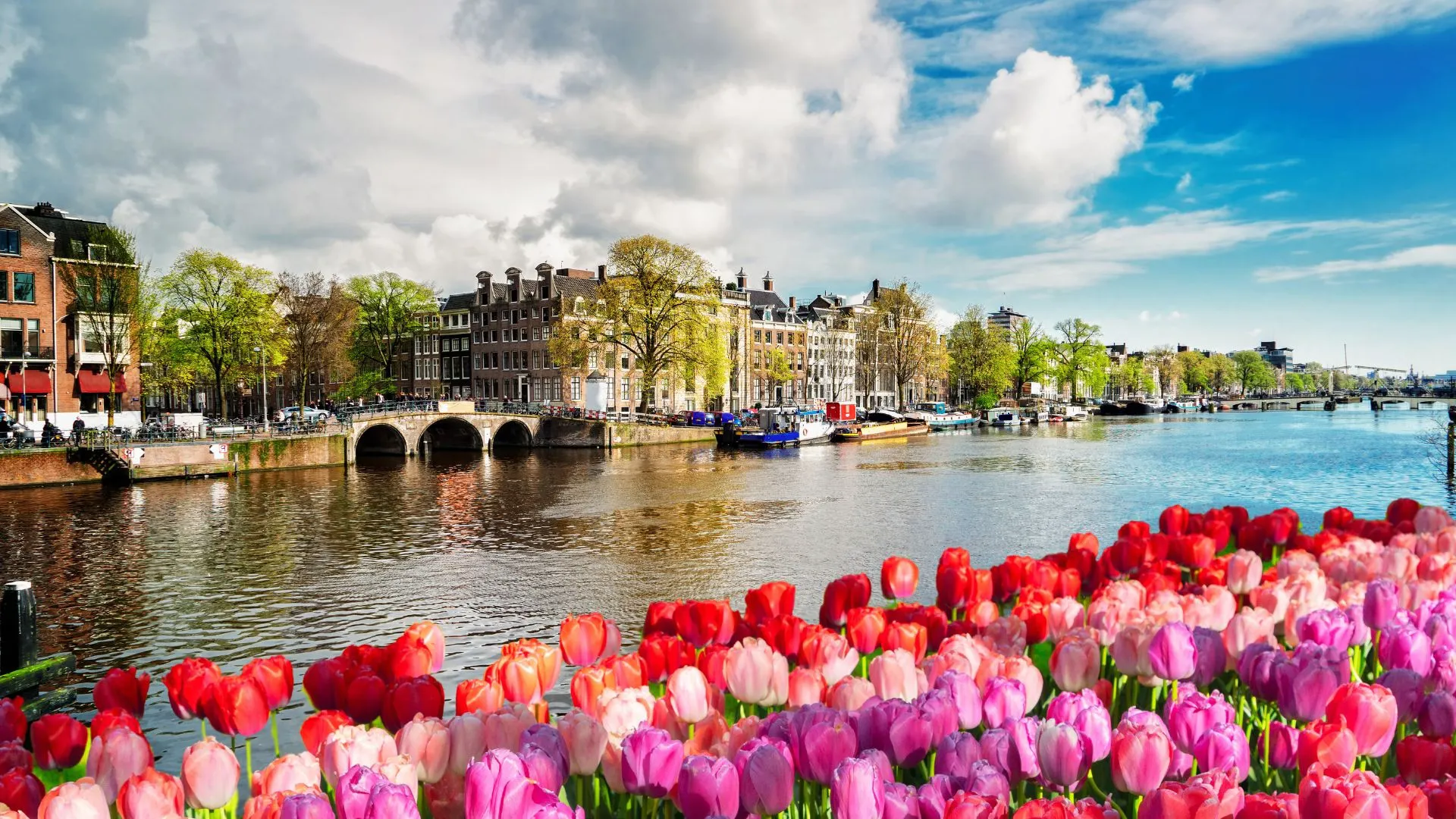 Pink and red tulips in front of an Amsterdam canal with a stone bridge and canal houses under a blue sky