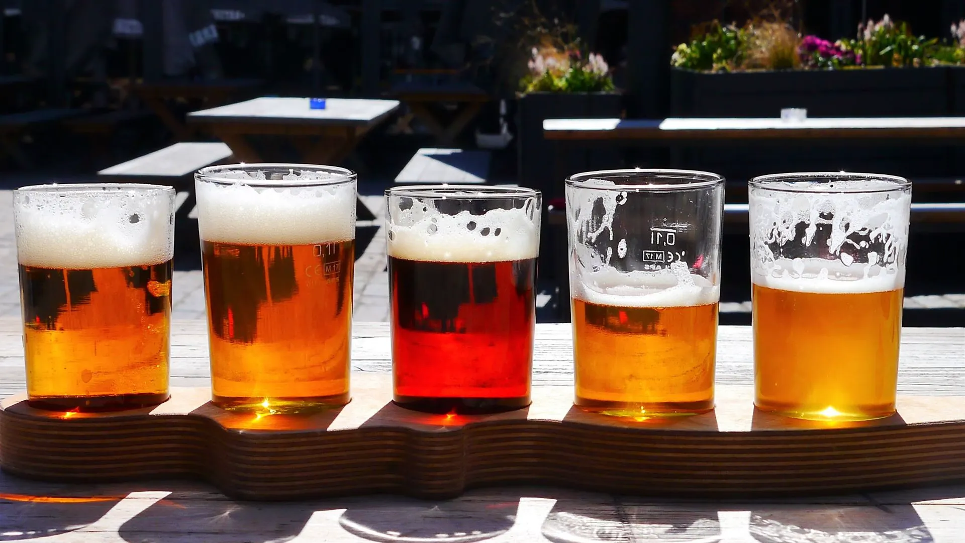 Tasting flight of five craft beers in different shades from pale gold to amber on a wooden paddle in the sun