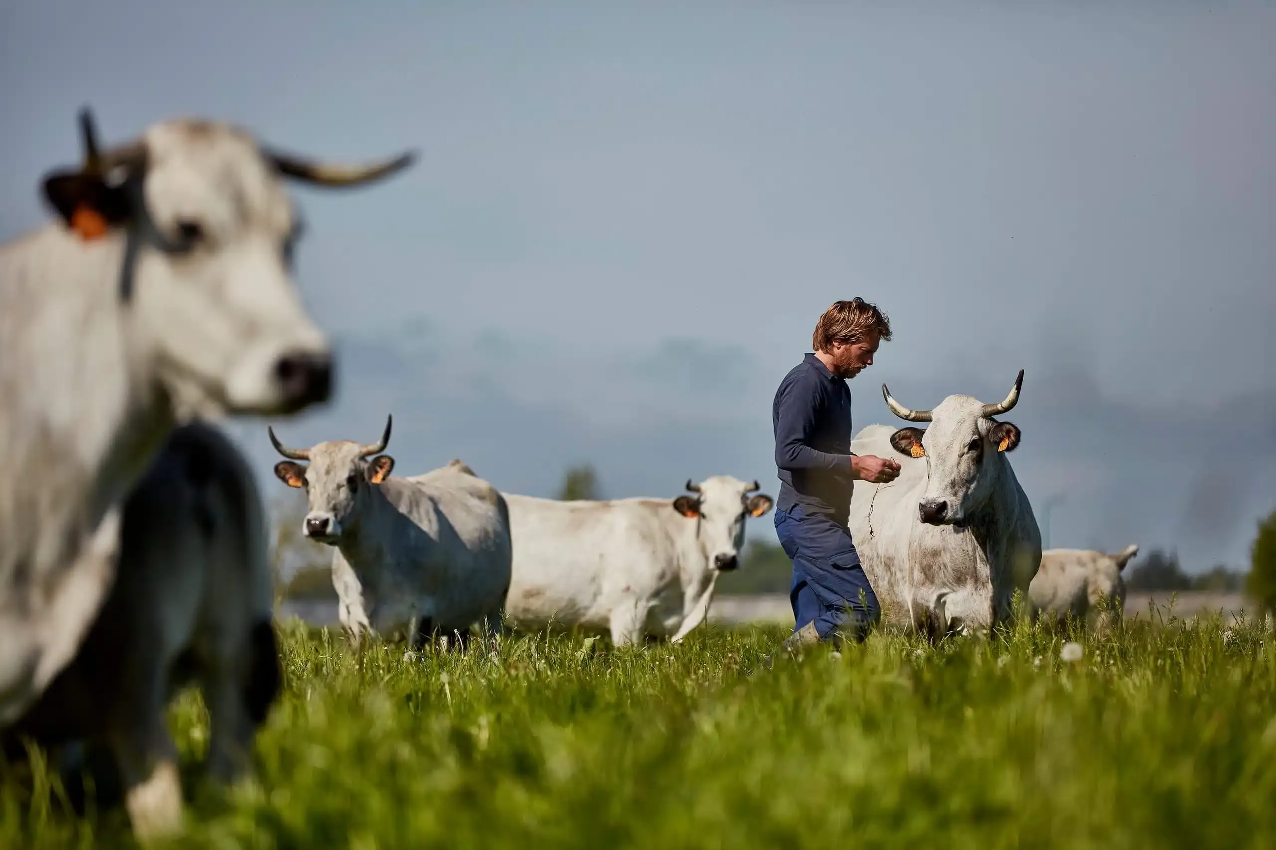 A farmer walks among white horned cattle grazing in a green pasture under a clear sky