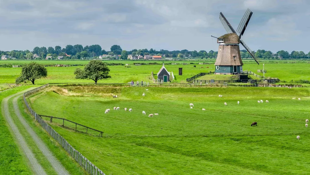 Traditional Dutch windmill in a green polder landscape with grazing sheep and a small farmhouse